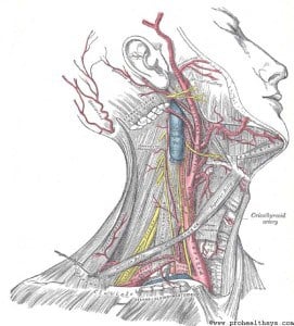 Gray's Anatomy