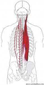 TS AN Erector Spinae 001
