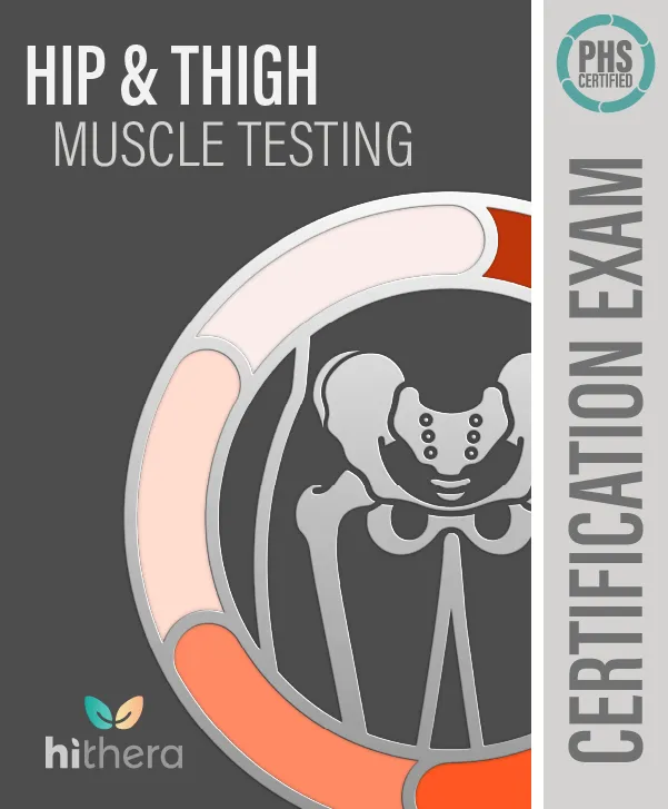 Hip Thigh Muscle Testing