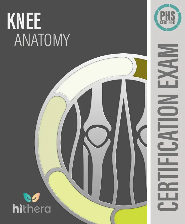 Knee Anatomy