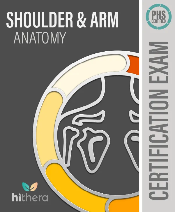 Shoulder Arm Anatomy