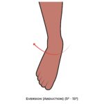 Ankle & Foot-AROM_Eversion (Abduction)_lower Limb ROM