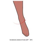 Ankle & Foot-AROM_Inversion (Adduction)_lower Limb ROM