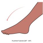 Ankle & Foot-AROM_Plantar Flexion_lower Limb ROM