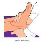 Ankle & Foot-PROM_Eversion (Abduction)_lower Limb ROM