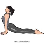 Back bend_Upward-Facing Dog_yoga
