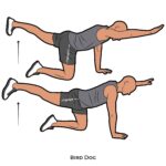 Back_Bird Dog_bodyweight