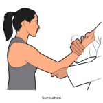 Elbow PROM_Supination_Upper Limb ROM
