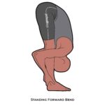 Forward Bend_Standing Forward Bend_yoga