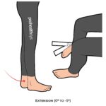 Knee-AROM_Extension_lower Limb ROM