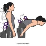 Lumbar-Goniometry_Flexion_spinal ROM
