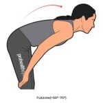 Thoracic-AROM_Flexion_spinal ROM