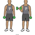Upper body_Curl_dumbbell