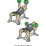 Upper body_Incline Bench Press_dumbbell