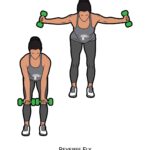 Upper body_Reverse Fly_dumbbell