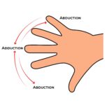 Wrist AROM_Abduction-Adduction_Upper Limb ROM