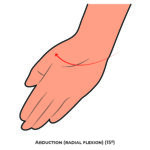 Wrist AROM_Abduction (radial flexion)_Upper Limb ROM