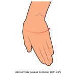 Wrist AROM_Adduction(ulnar flexion)_Upper Limb ROM